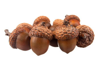 Bunch of acorns