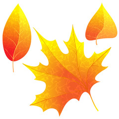 Bright autumn leaves.