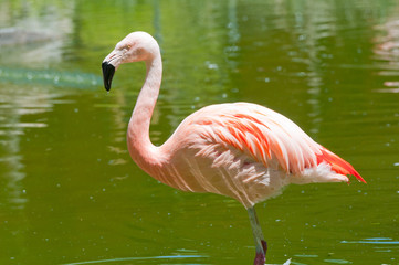 Flamingo in Tropical Pond