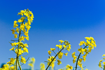 Gelbes Rapsfeld im Frühling