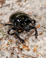 minotaur beetle vertical macro crop