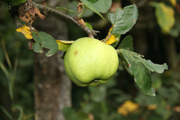 Pomme