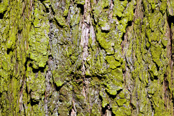 Baumrinde eines Baumes im Wald