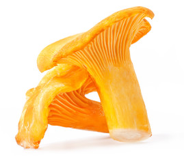 Edible wild mushroom - chanterelle (Cantharellus cibarius)