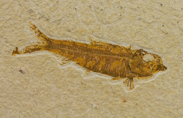 fossilised fish head © Stephan Morris 