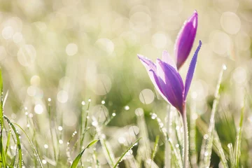 Photo sur Plexiglas Crocus purple crocus in the dewy grass