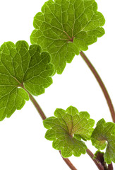 leaves on a white background