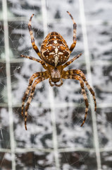 Kreuzspinne