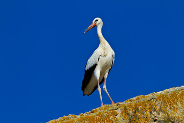 white stork