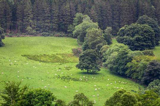 Sheep grazing on the meadow in highlands