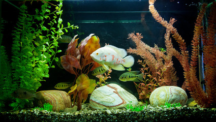 Tropical freshwater aquarium © Sergii Figurnyi