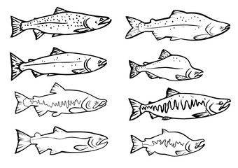 vector set: salmon fishes