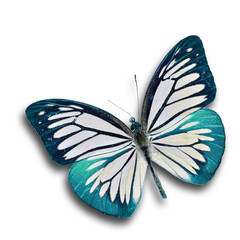 Blue Butterfly flying