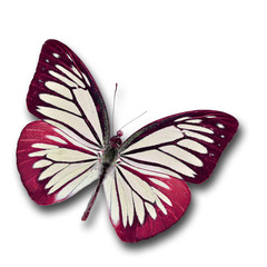 Red Butterfly flying