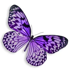 Crédence de cuisine en verre imprimé Papillon Purple Butterfly flying