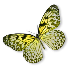 Yellow Butterfly flying