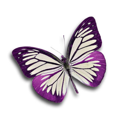 Purple Butterfly flying
