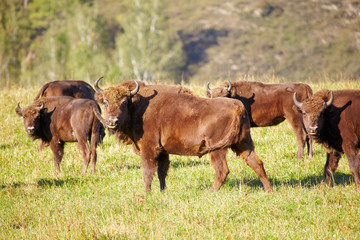 European bison © Serg Zastavkin