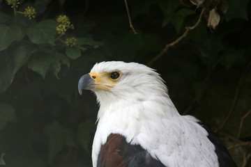 Schreiseeadler