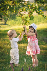delicious mulberry tree
