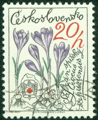 stamp printed in CZECHOSLOVAKIA shows Crocus