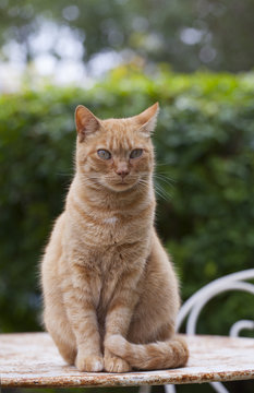 Chat Roux Images Browse 226 Stock Photos Vectors And Video Adobe Stock Chat Roux Images Browse 226 Stock Photos Vectors And Video Adobe Stock