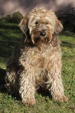 cane barbone mesciato in posa