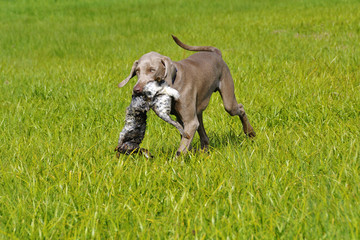 Weimaraner apportiert Kaninchen