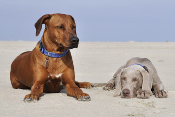 Hunde am Strand