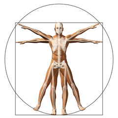 Vitruvian human or man as concept