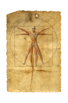 Vitruvian human body drawing on old paper or book background