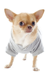 dressed chihuahua