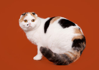Bicolor tortoise scottish fold on nuts background