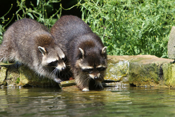 Waschbären