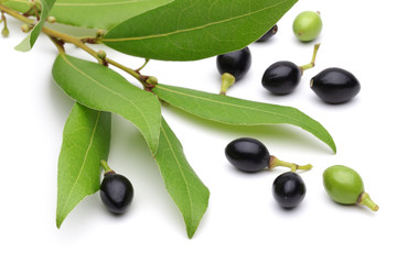 Laurel Plant and Fruit