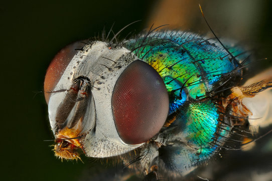 Mosca verde