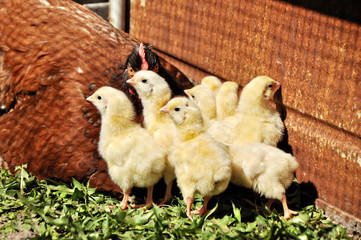 Hen and chickens
