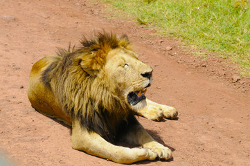 Lion