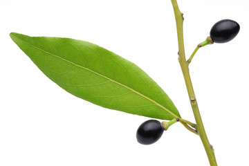 Laurel Plant and Fruit
