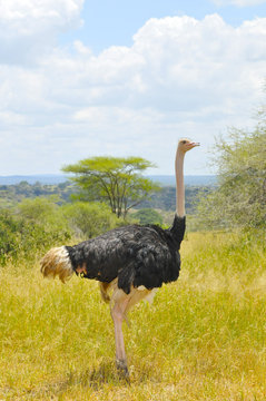 Ostrich