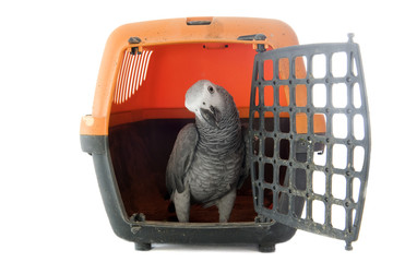 Naklejka premium African Grey Parrot in kennel