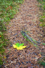 Autumn leaf maple on a wood footpath
