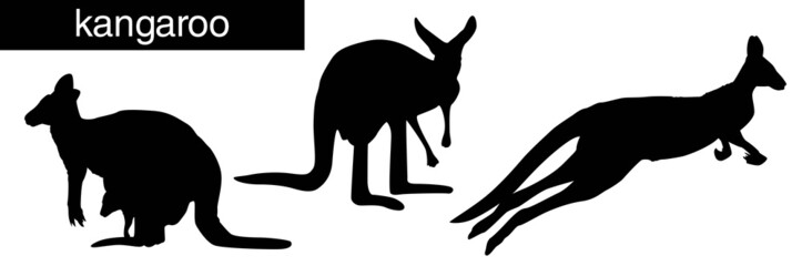 Kangaroo