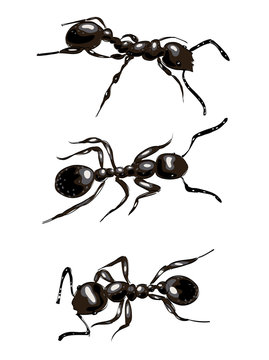 Black ants. Isolated on white background.