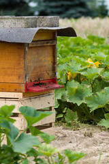 Bienenkasten auf dem Feld