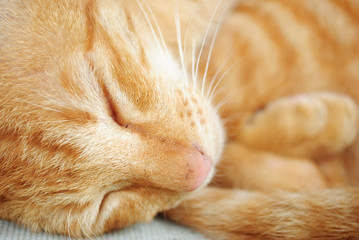 sleeping yellow cat