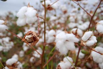 DETALLE FIBRAS DE ALGODÓN