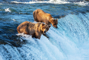 Obraz premium Bear on Alaska