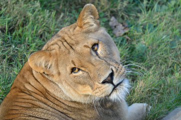 Naklejka premium Lioness facing camera