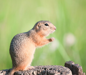European ground squirrel (gopher, spermophilus citellus)